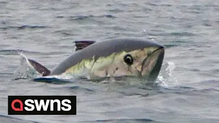 Kayaker paddles three miles out from Cornwall to discover rare bluefin tuna all around him | SWNS