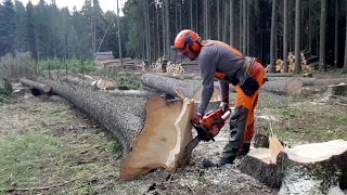 THE BEST YOUTUBE VIDEO FROM FOREST with Husqvarna 560XP best chainsaw