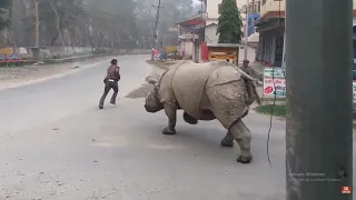 Rhino Attack on the street| Rhino attack on the road| jungle safari in Nepal| Rhino attack villagers