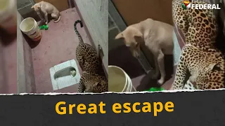 Leopard, dog 'share' toilet space for 9 hours