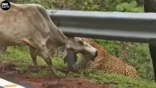 Amazing! 7 Moments Leopard Attack Animals | ATP Earth