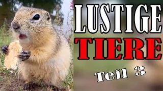 Süße und Lustige Tiervideos || ✪ Stern DuTube ( Teil 3)