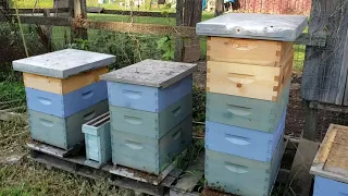 How To Get Lots Of Honey From Packaged Bees 1st Year