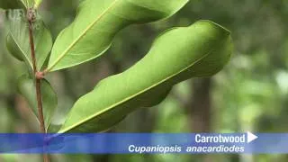 carrotwood (Cupaniopsis anacardioides)