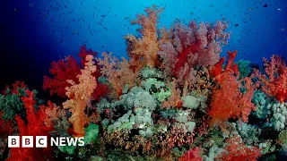 Egypt's rare coral reefs threatened by oil pollution – BBC News
