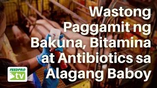 Wastong Paggamit ng Bakuna, Bitamina at Antibiotics sa Alagang Baboy