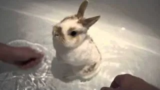 Rabbit's Bath