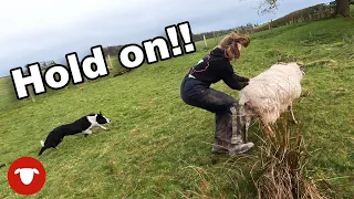 Training a SHEPHERD + another DEAD SHEEP  |  Day 13 Lambing 23