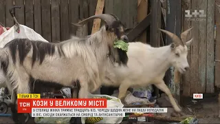 Столичні рогаті: у Києві жінка тримає тридцятьох кіз