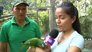 AMAZONAS Y BOSQUE DE AVES DE HUACHIPA