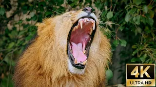 African Lion Yawning – 4K Wildlife Stock Footage