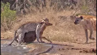 Hyena Indirectly Saves Impala from Leopard