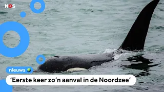 Orka valt Nederlandse boot aan