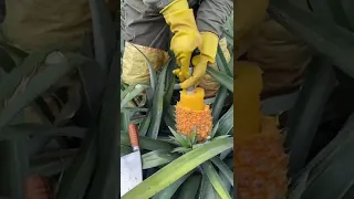 pineapple farmers #satisfyingvideo