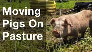Moving Pigs On Pasture