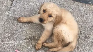 Abandoned Golden Retriever with distemper, woman restores his health!