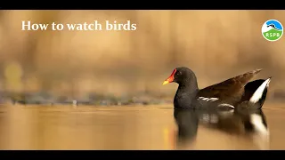 How to Watch Birds - webinar recording