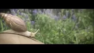 CGI VFX Animated shorts - "The Snail"