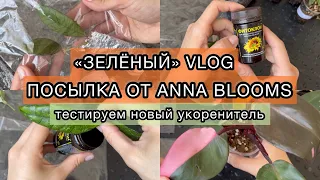 Распаковка посылки с новыми растениями от @anna_blooms . Хойи, филодендрон Розовая принцесса 🫶🏻