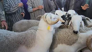 خيرات موجودة في سوق الاسبوعي خميس سيدي حجاج نقدم لكم أتمنة خروف 🐏