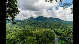 Borneo - part 4: The rainforest in Danum Valley