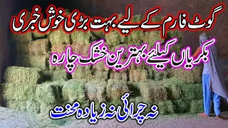 0340 4325922 || Alfalfa Hay Now Available || Alfalfa Hay in Pakistan