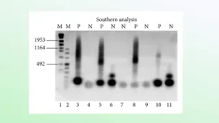 Southern Blot: Conceptos Básicos