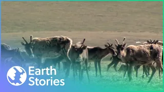 Protecting The Caribou of Tuktut National Park | A Park For All Seasons From Above