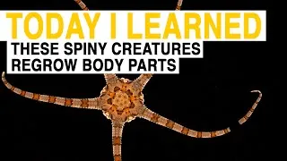 TIL: These Spiny Sea Creatures Can Regrow Lost Body Parts | Today I Learned
