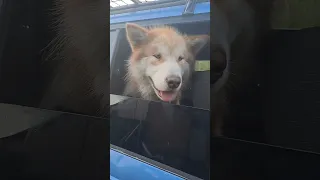 Возьми с собой Маламута, лучшая собака компаньон  #alaskanmalamute #россия #путешествия