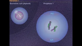 How Meiosis Works HD Animation