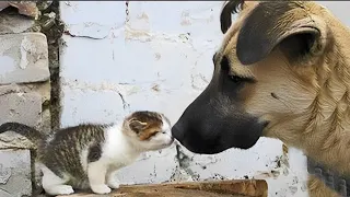 Funniest Cats And Dogs Videos 😁 - Best Funny Animal Videos 2024 🥰 #214