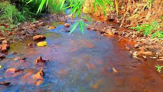 Beautiful Forest Stream, Calming Bird Sounds, Peaceful River, ASMR