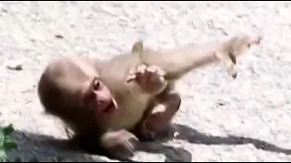 Baby monkey big jump but landing failed