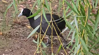 Australian Eurasian coot bird. Ambarvale.