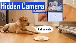 Leaving My Dog Alone With Food Challenge | Can My Labrador Puppy Wait Until Asked?