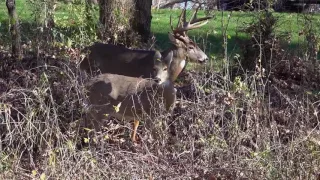 White Tail Deer Mating