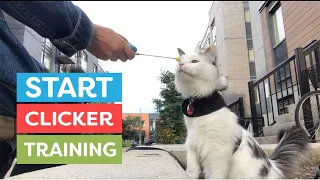 How To Start Clicker Training Your Cat