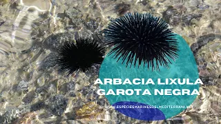 Arbacia lixula | Garota regra