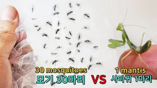 30 Mosquitoes vs 1 Praying mantis. The results are amazing!