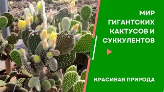 Поля гигантских кактусов и суккулентов. Весна в Израиле