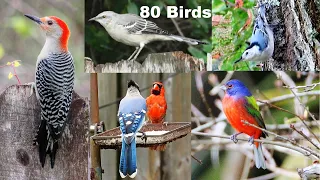 Identify Your Backyard Birds