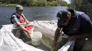 Restoration of salmon continues on the San Joaquin River