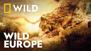 Exploring the Wilderness of Europe | Wild Europe | National Geographic WILD UK