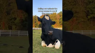 Amazing Cow Knows Her Name 🥰 #animal #farmanimals #cow