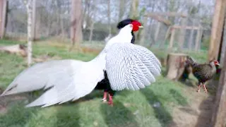 15 Roosters You Won’t Believe Actually Exist