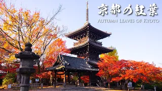 Beautiful Autumn Leaves of Kyoto - Shinnyodo（京都の紅葉 真如堂） | 4K