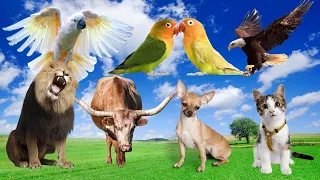 Exploring the Unique Traits of Animals Around Us: Bird, Cats, Eagle, Dog, Cow, Fish - Animal Sounds