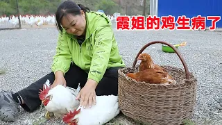 [Xia Jie in northern Shaanxi] Xia Jie's chicken suddenly got sick? She was dying and didn't know if