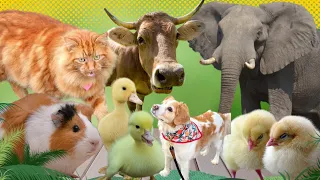 Cute little animals - Rabbit, Cow,Cat, Elephant, Macaw, chicken,Ducks - Animal sounds